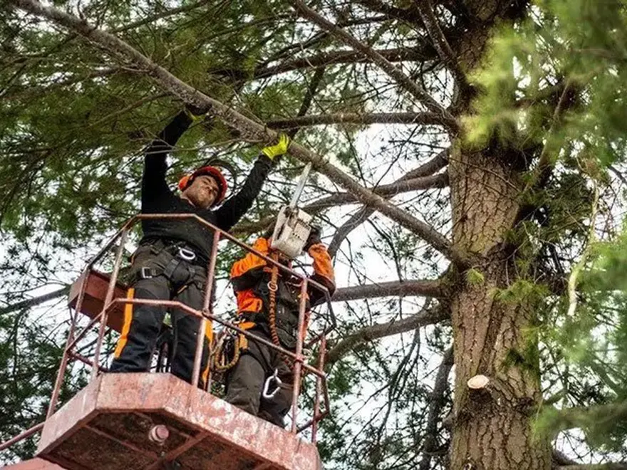 Arborist working in a tree from a lift