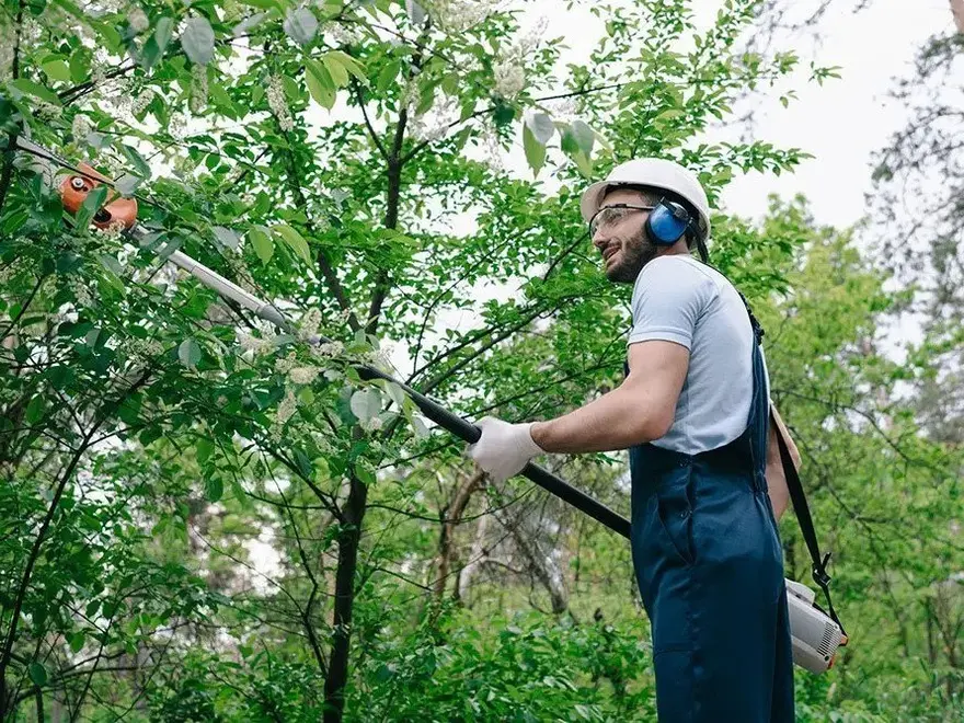 Arborist trimming branches with a pole saw