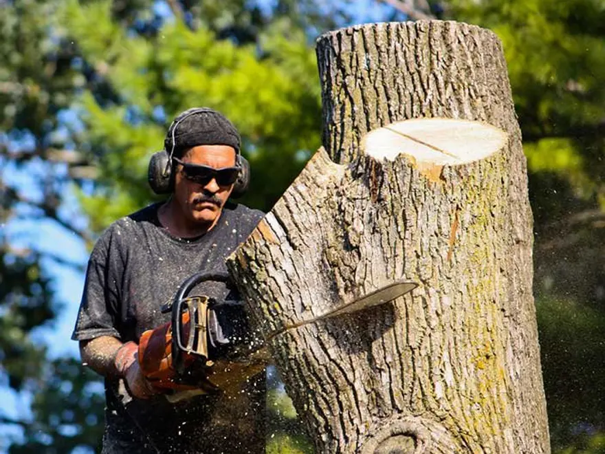 Worker with a chainsaw next to a cut tree trunk